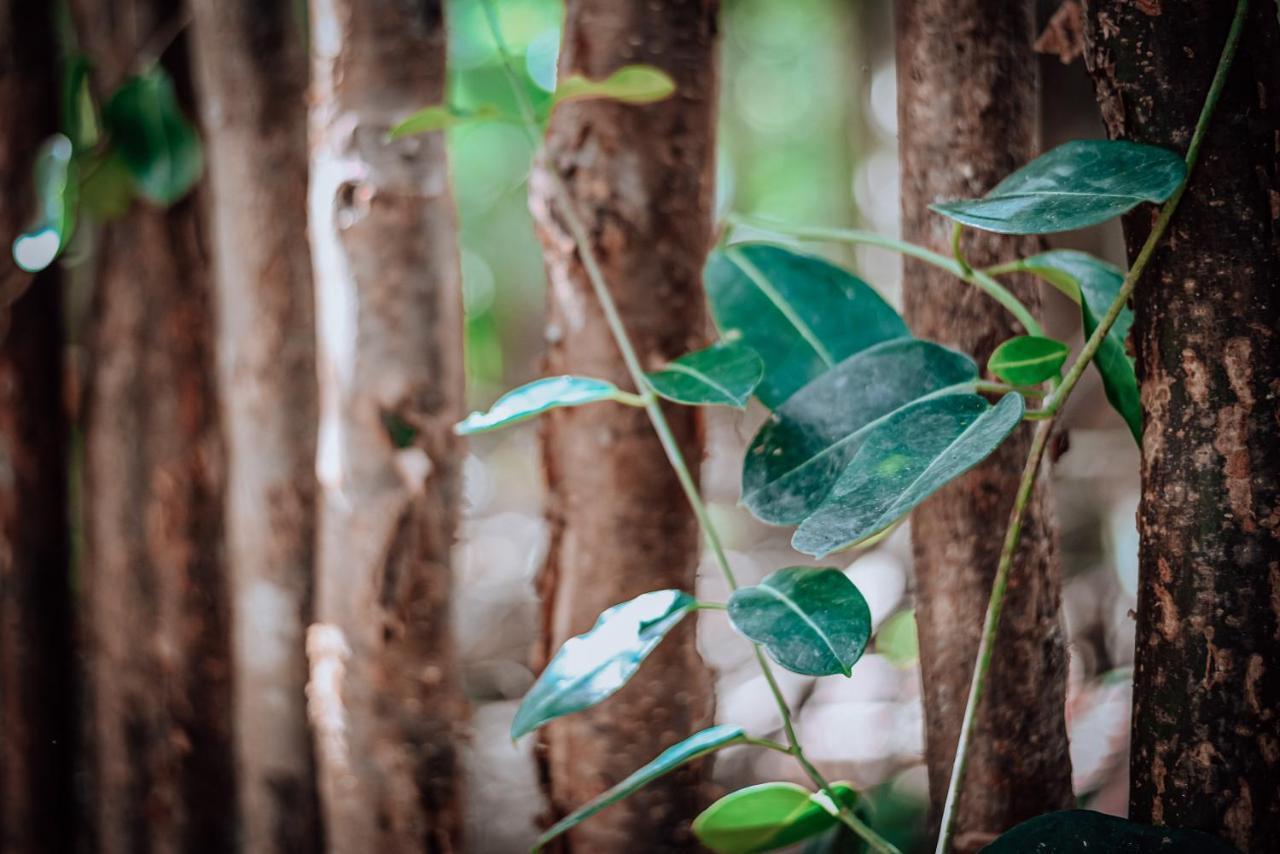 Lunita Jungle Experience Hotel Puerto Morelos Ngoại thất bức ảnh