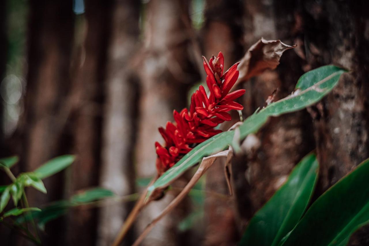 Lunita Jungle Experience Hotel Puerto Morelos Ngoại thất bức ảnh